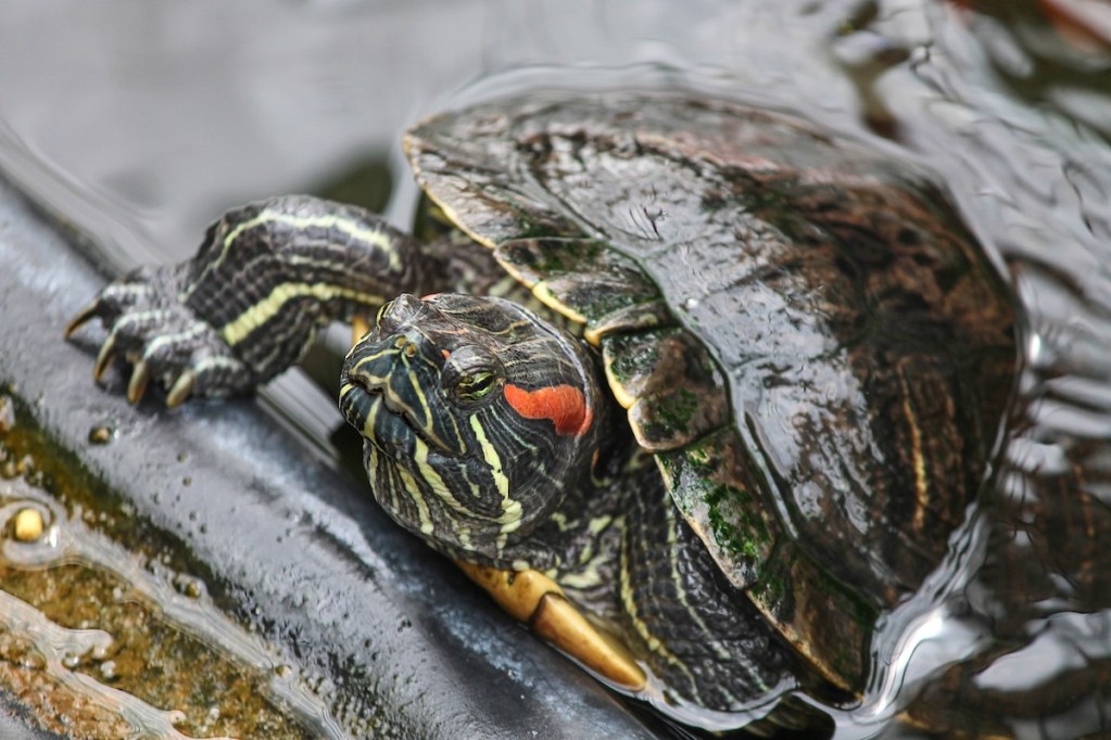 Turtle pokes head out of the water