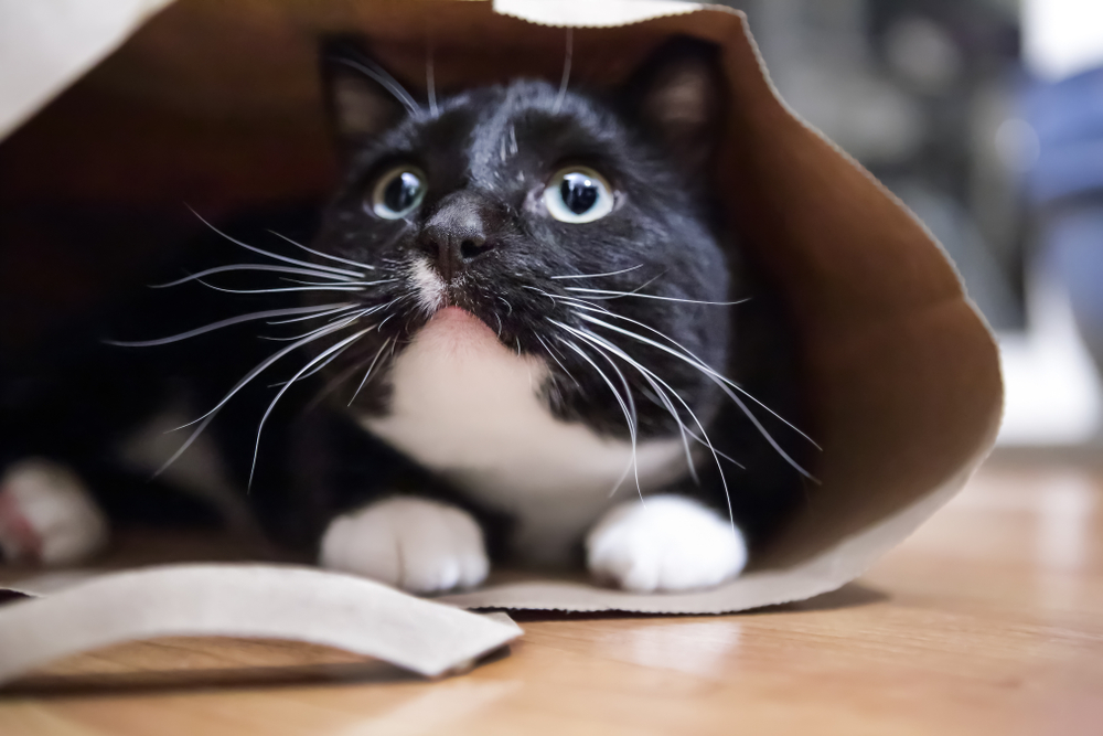 Popieriniame maišelyje slepiasi smokingo katė.