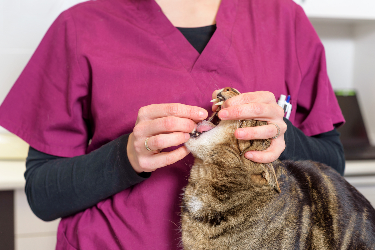 Vet tech giving cat a pill