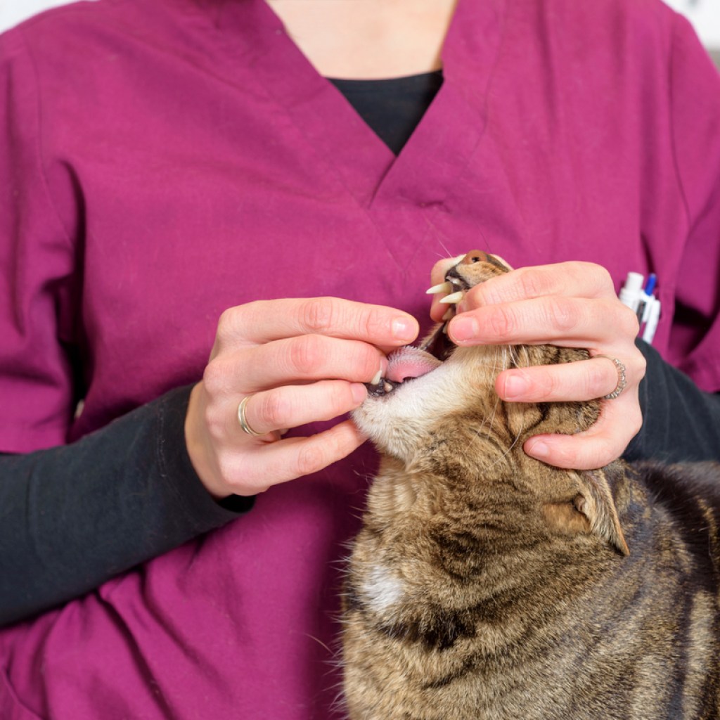 A veterinary technician giving a cat a pill