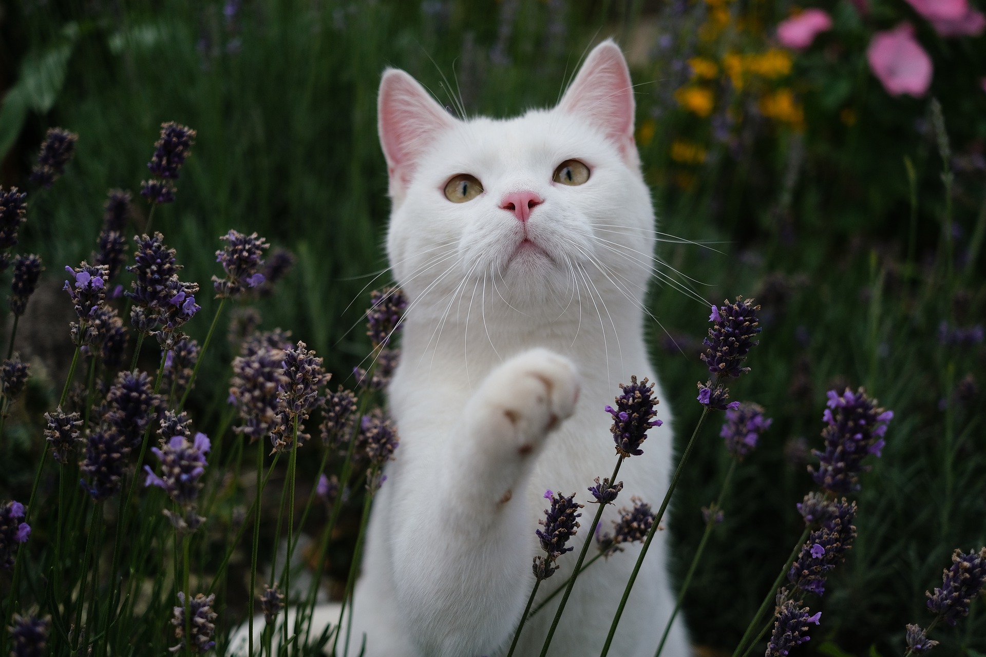 White cat sitting in a garden of purple flowers