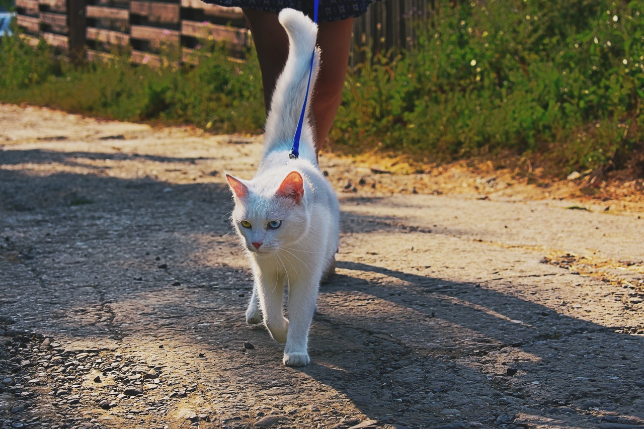 A white cat walking outdoors on a leash.