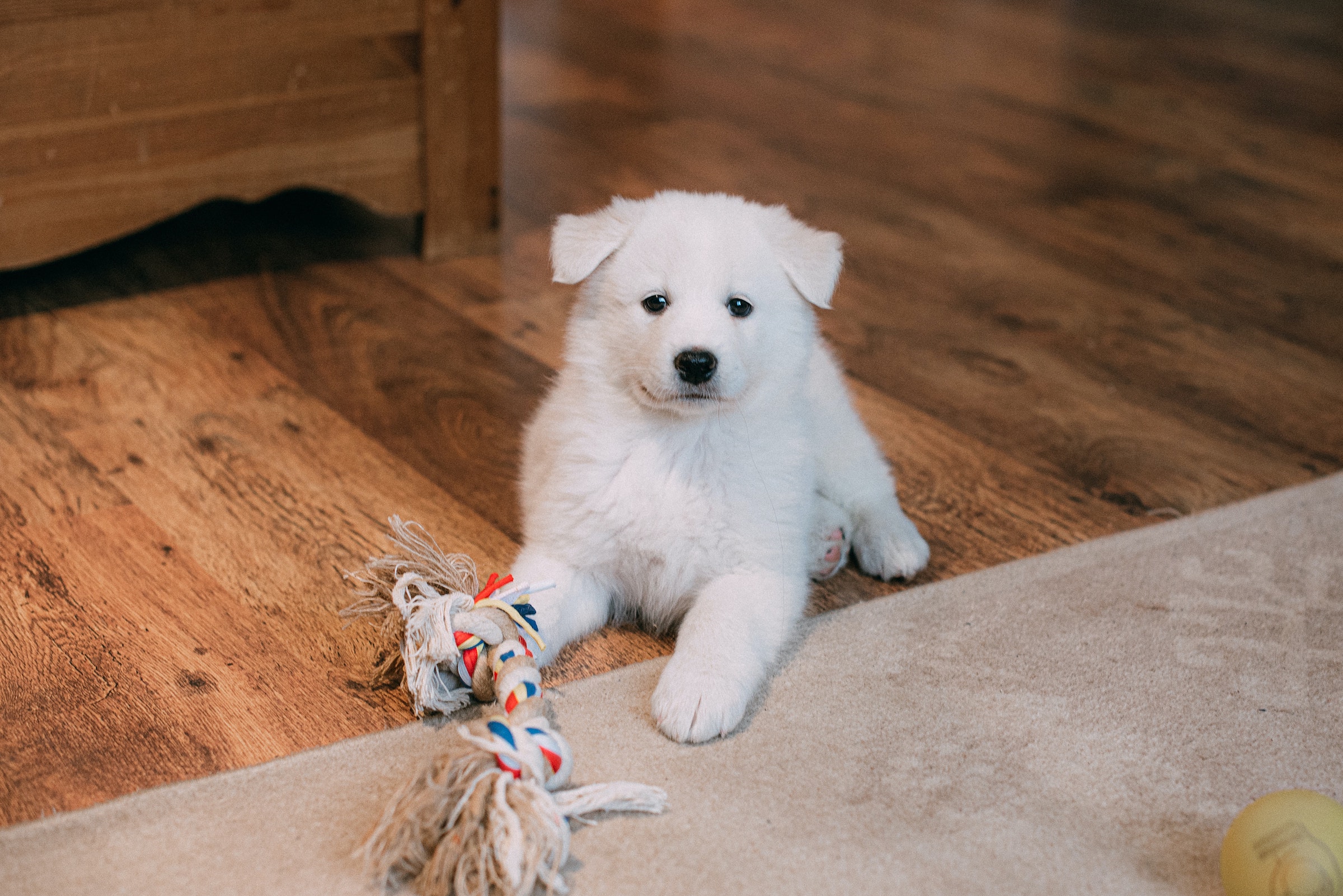 A white puppy sits on a wooden floor next to a rope toy