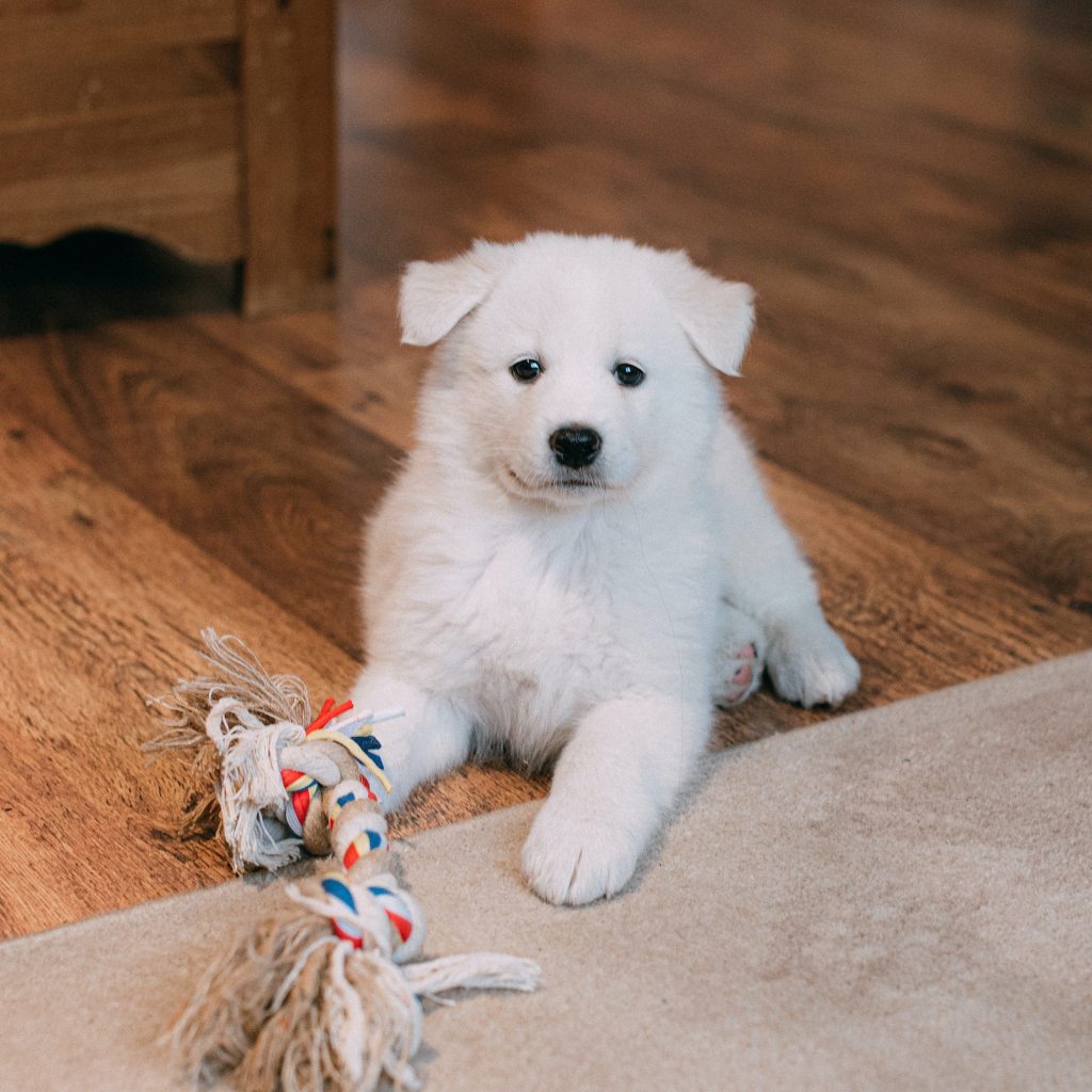 A white puppy sits on a wooden floor next to a rope toy