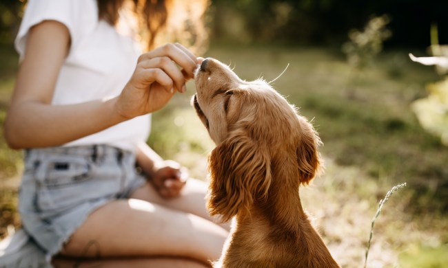 a dog with his back to the camera reaches for a treat that a woman holds out
