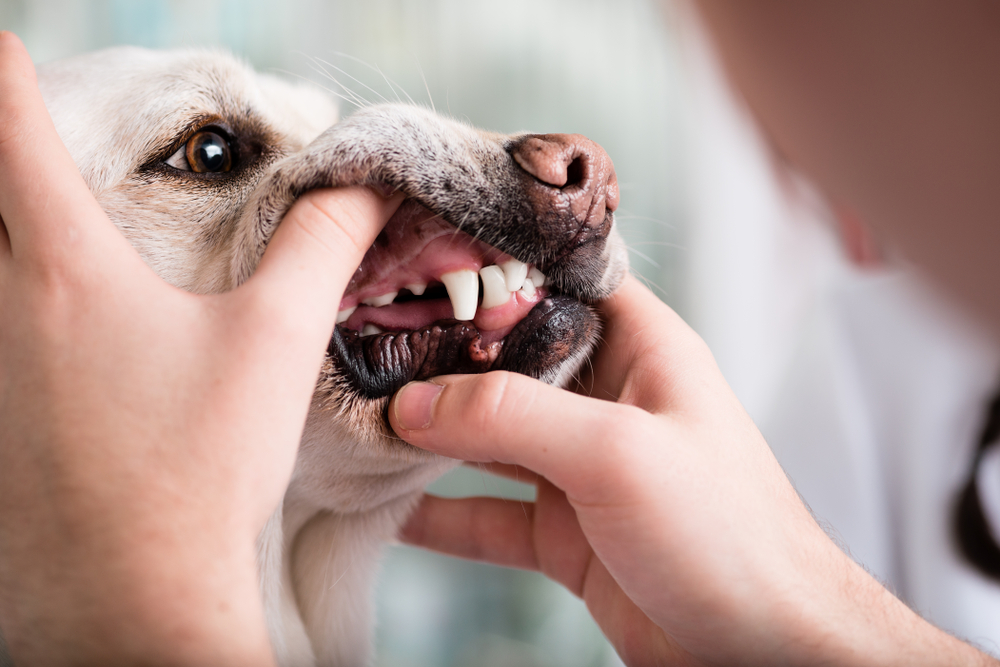 A yellow lab having his teeth and gums checked.