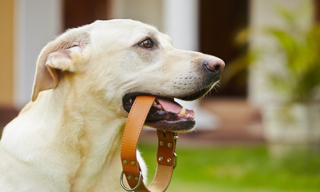 a yellow labrador retriever gently holds his leather collar in his mouth