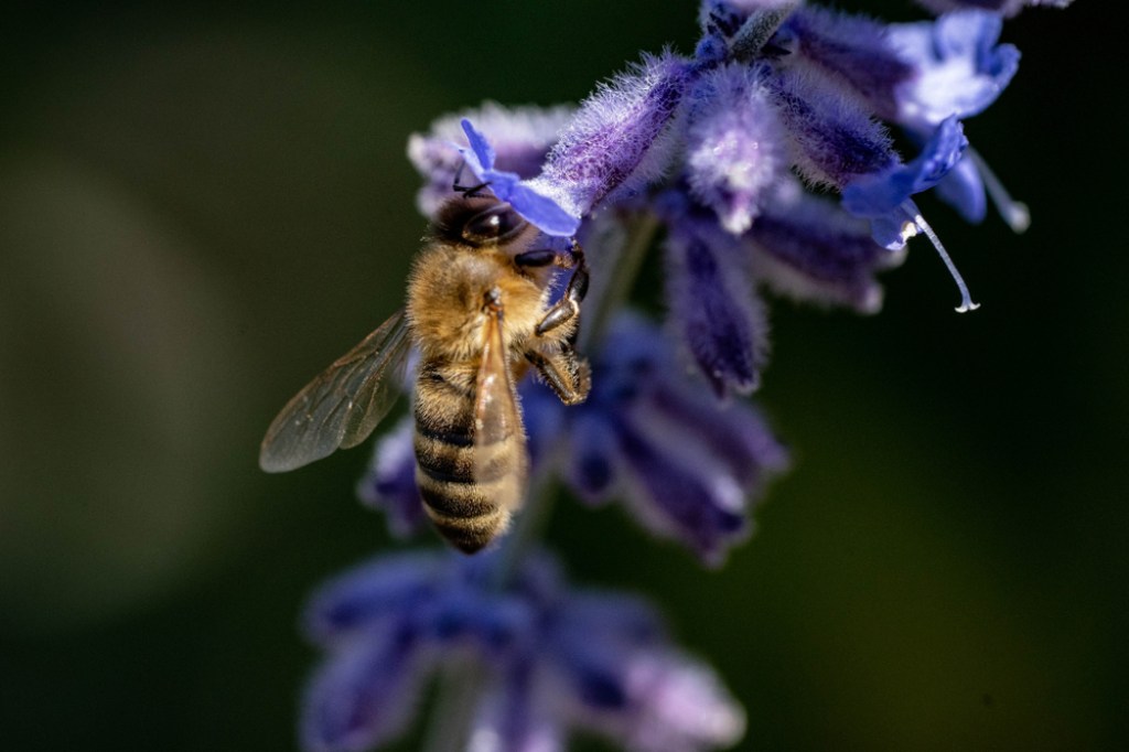 A bee pollenating Russian Sage.