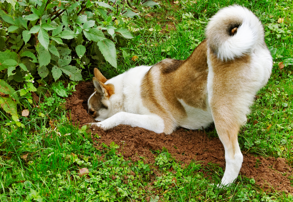 A brown and white Alaskan malamute digging in a yard.