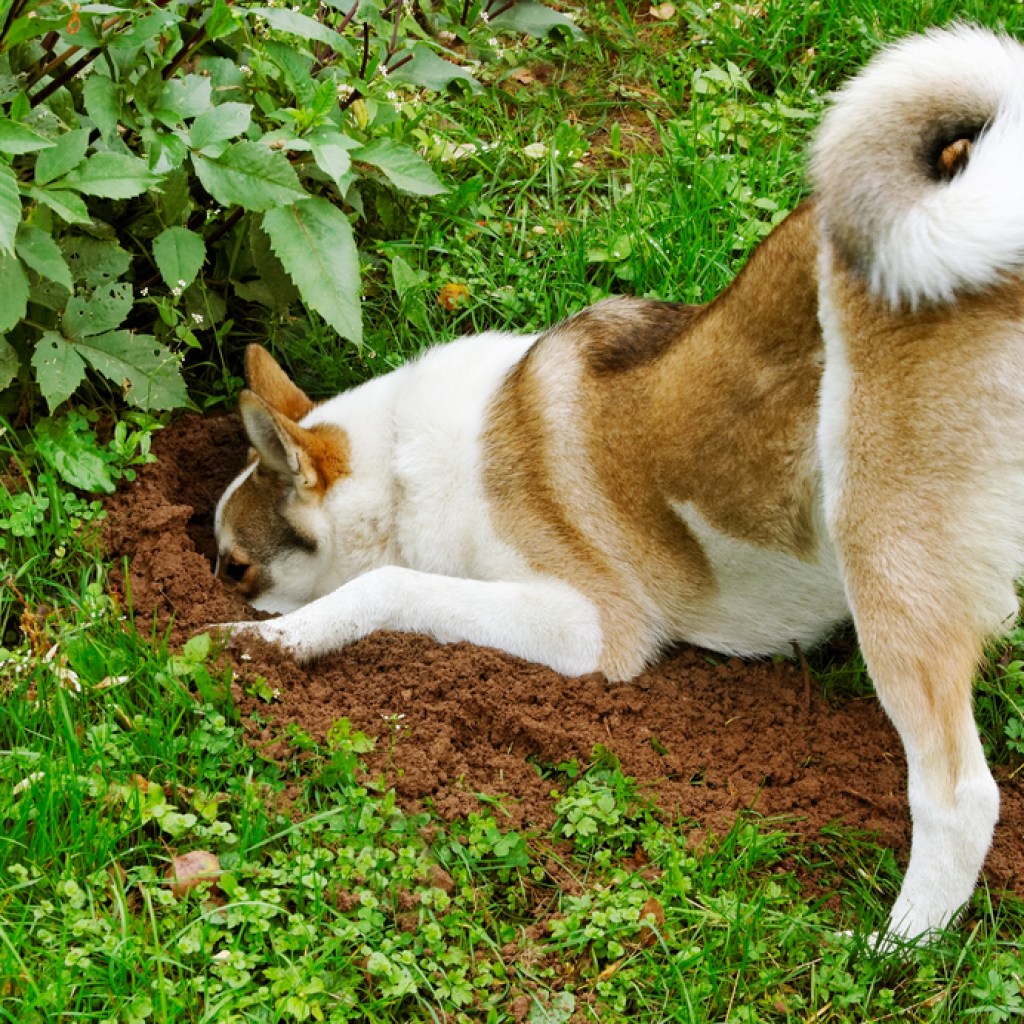 A brown and white Alaskan malamute digging in a yard.