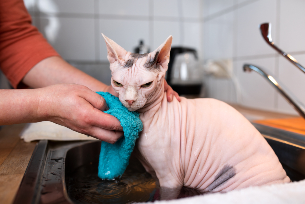 An annoyed hairless cat getting a bath in the kitchen sink.