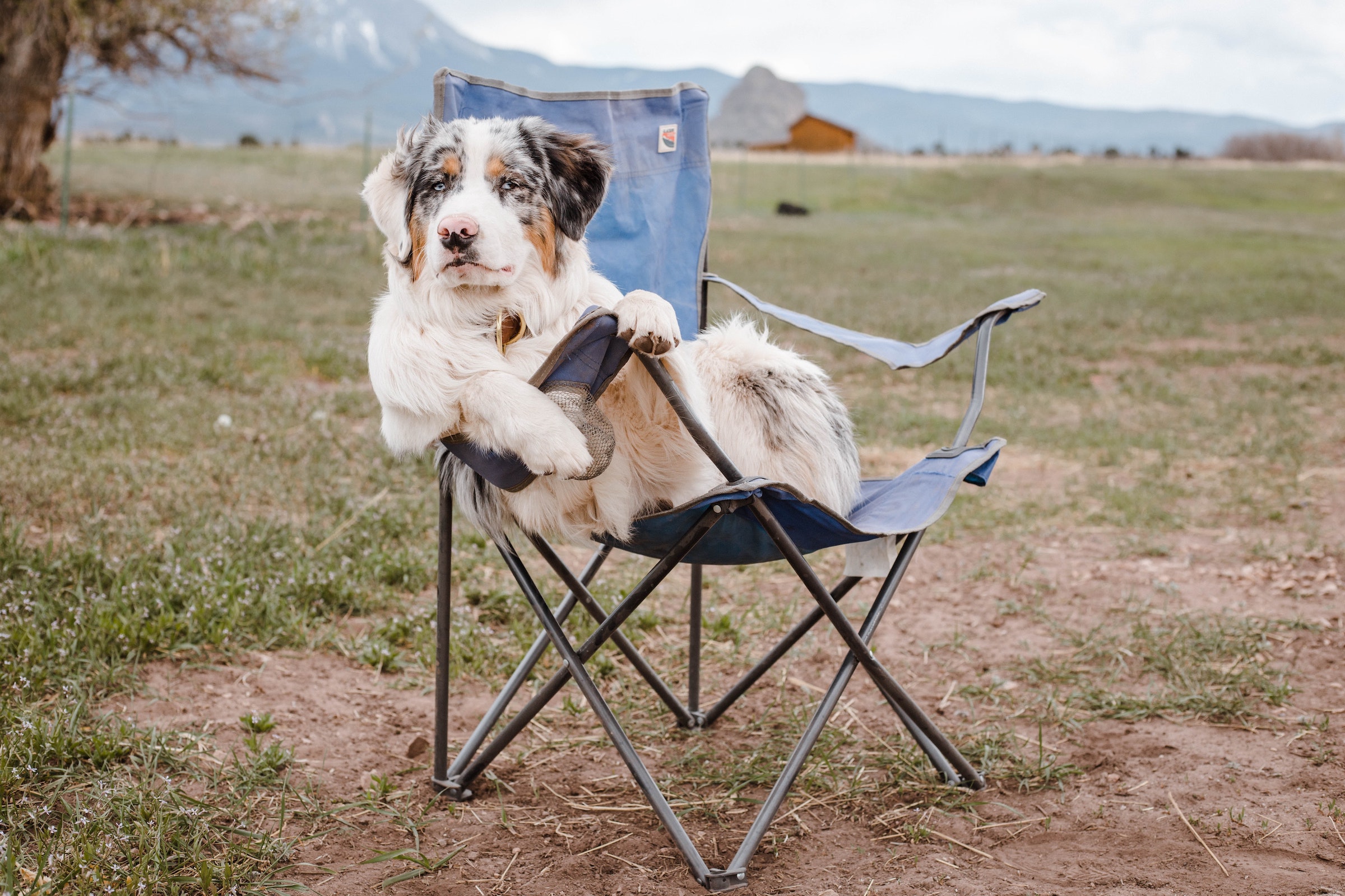 An Australian shepherd sits in a camping chair