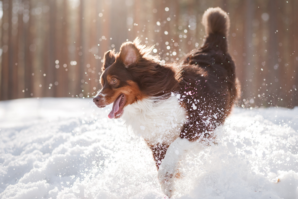 How cold is too cold for dogs? What you should know | PawTracks