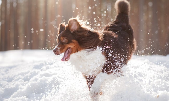 An Australian shepherd playing outside in the snow
