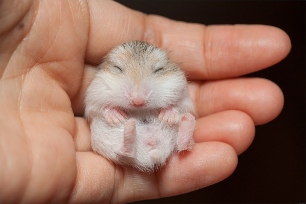 Human hand holding a baby hamster