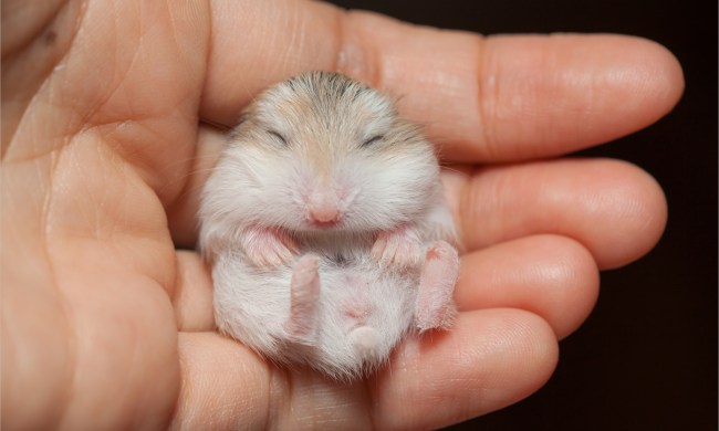 Human hand holding a baby hamster