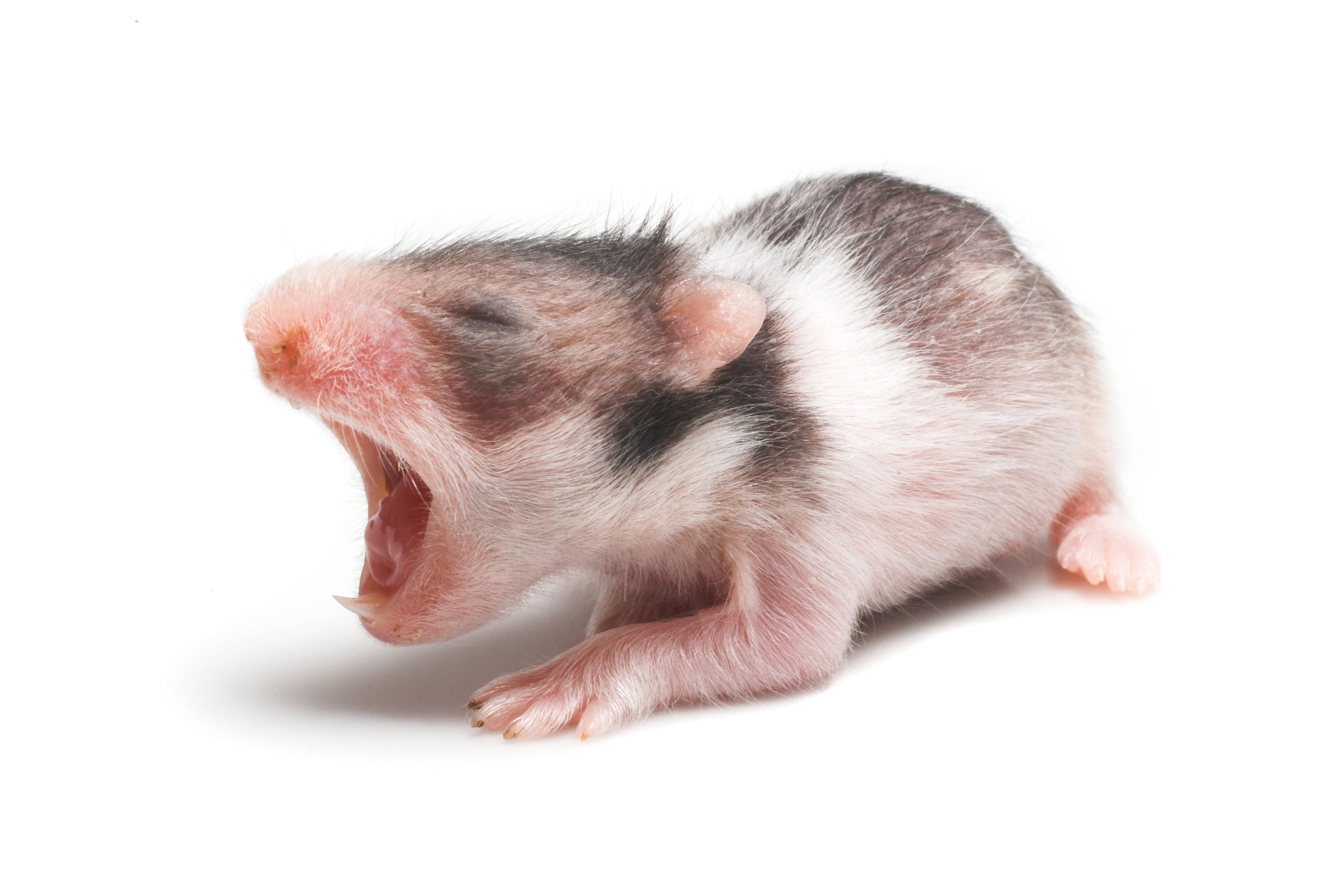 Baby hamster yawning widely