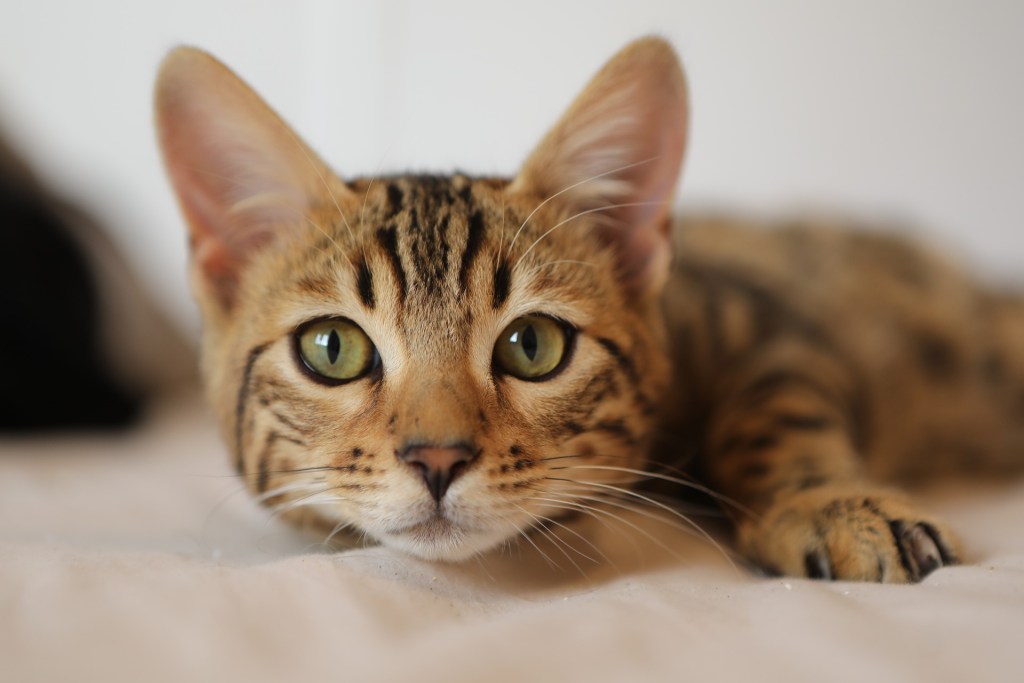 Bengal cat lying down, looking at the camera