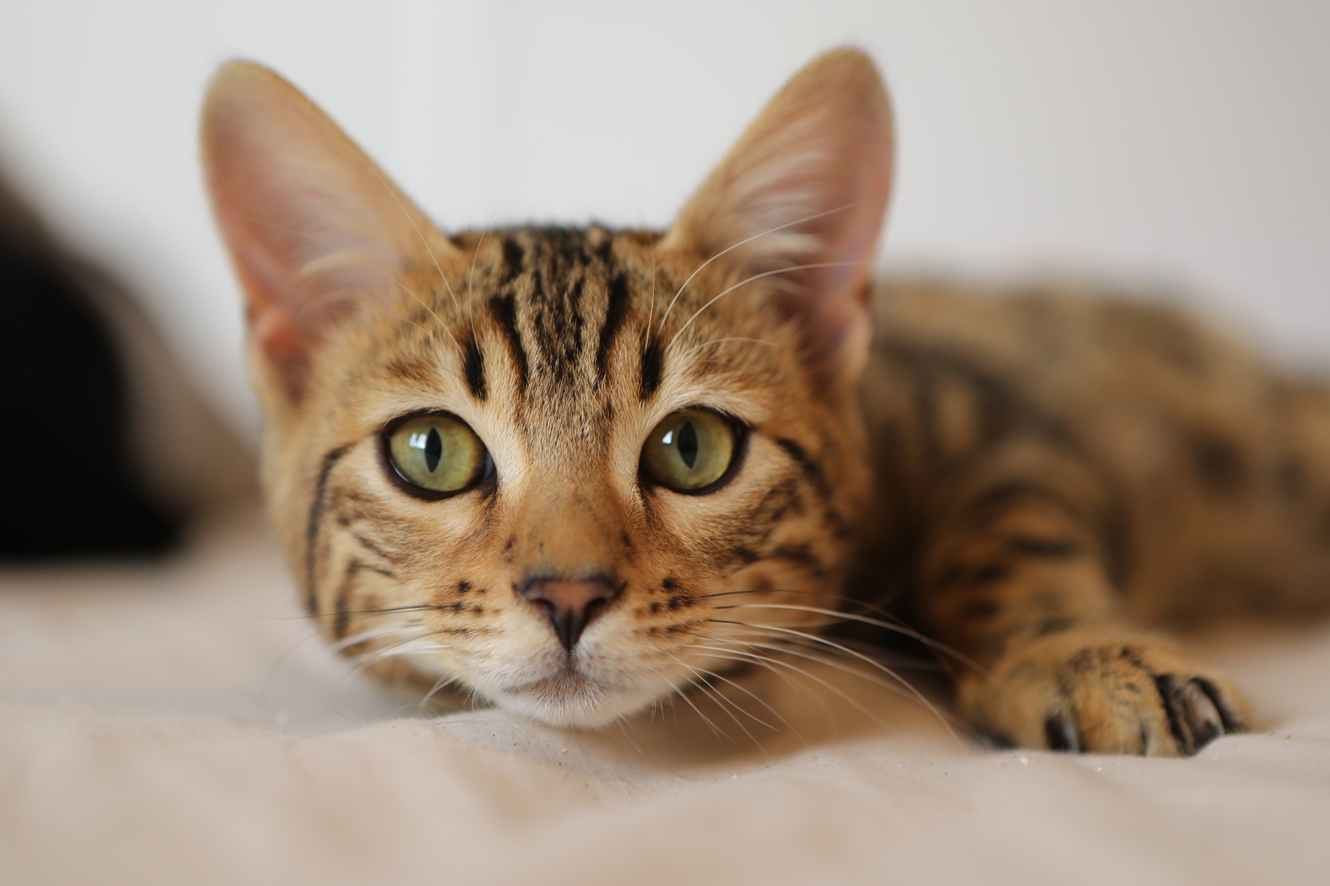 Why do cats meow? 5 reasons you can't ignore