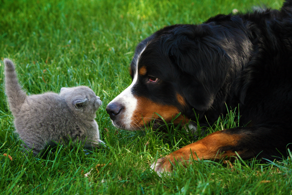 A Bernese Mountain Dog sniffing a tiny gray kitten.