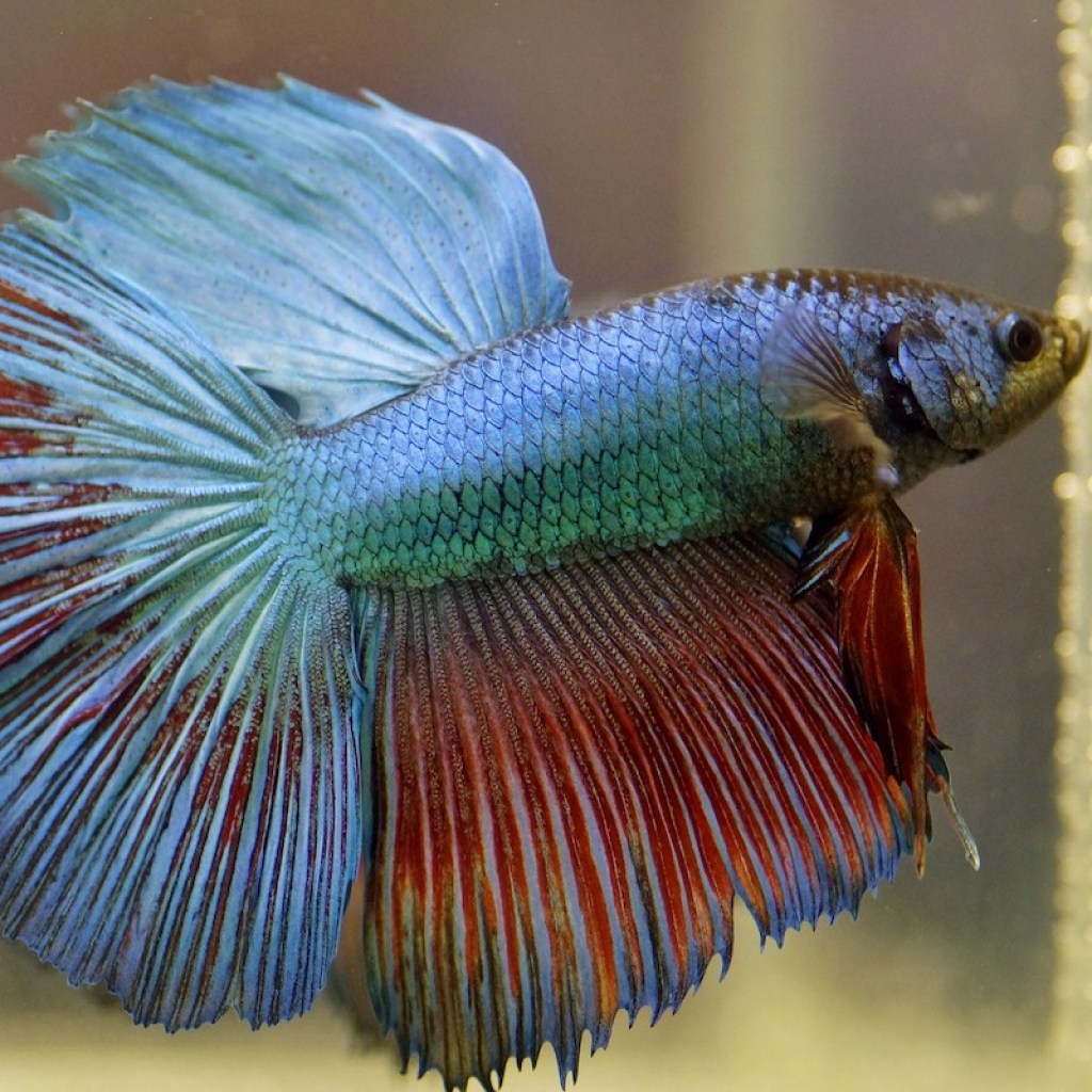 Red and blue betta in aquarium