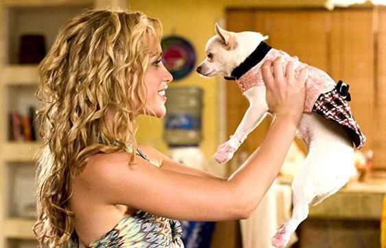 Scena iš Beverley Hills Chihuahuas.oley
