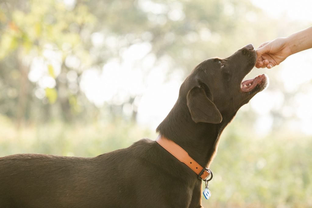 kažkas ištiesia skanėstą juodajam labradoro retriveriui, kuris artėja atvira burna