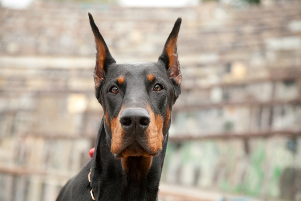 A black and rust Doberman looking directly into the camera.
