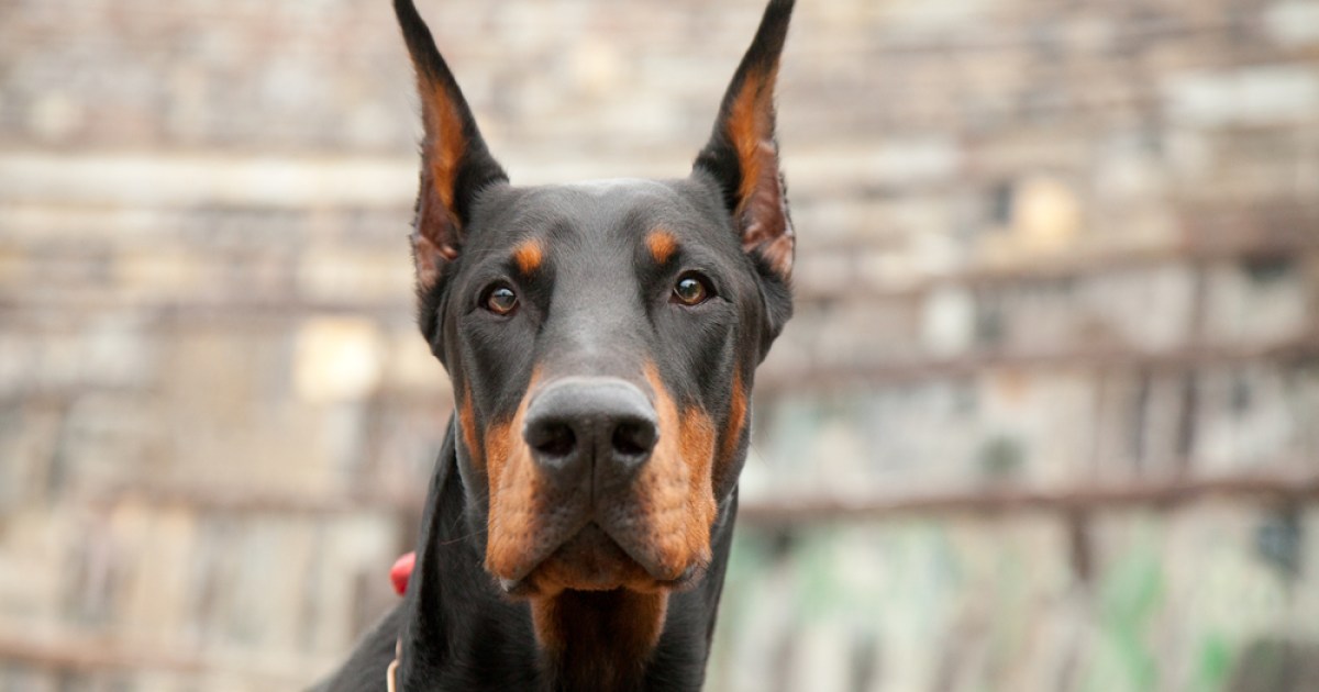 3 mitai apie dobermanus, kuriais tikriausiai tikite