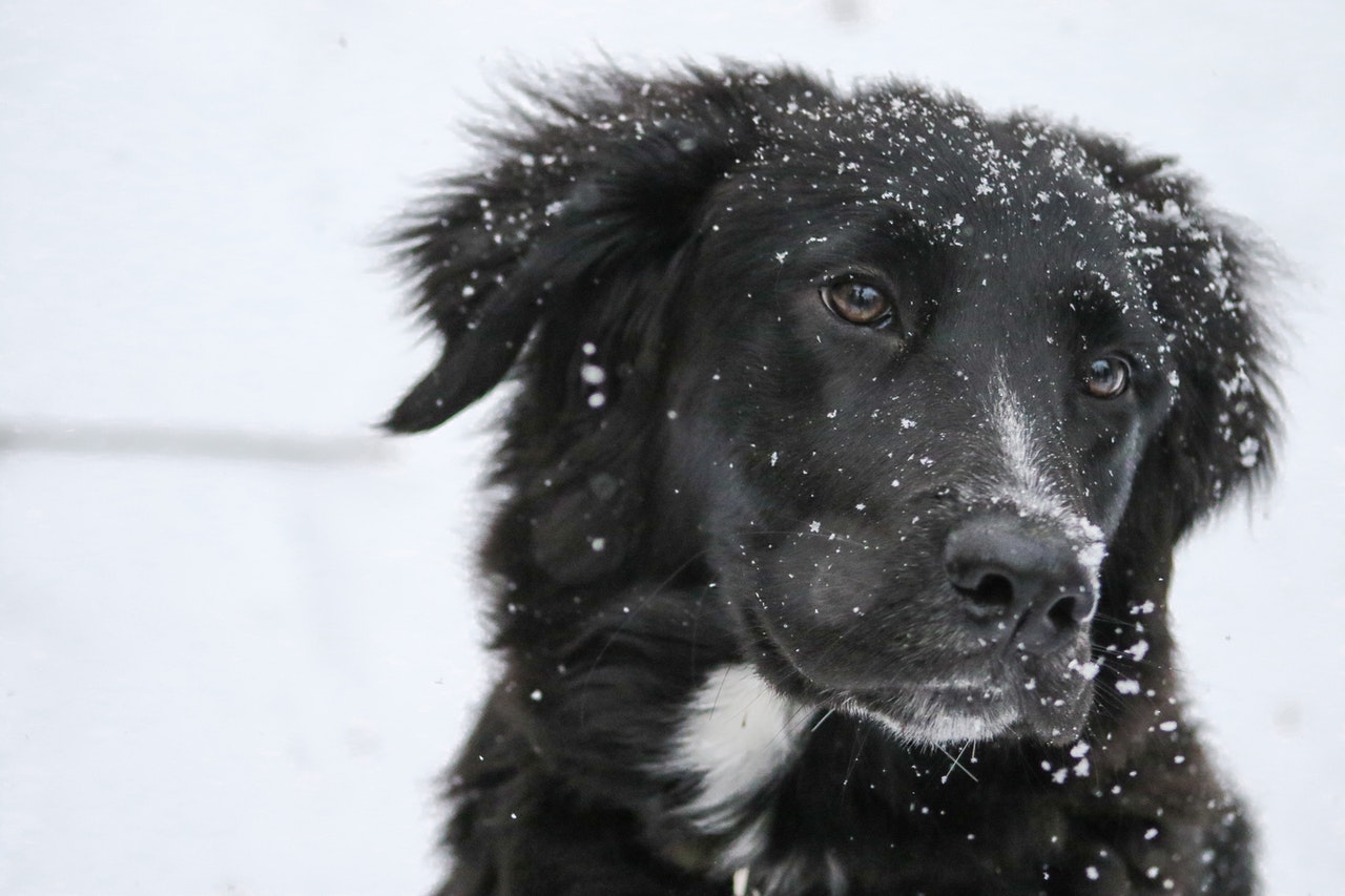 A black and white dog standing outside in the snow.