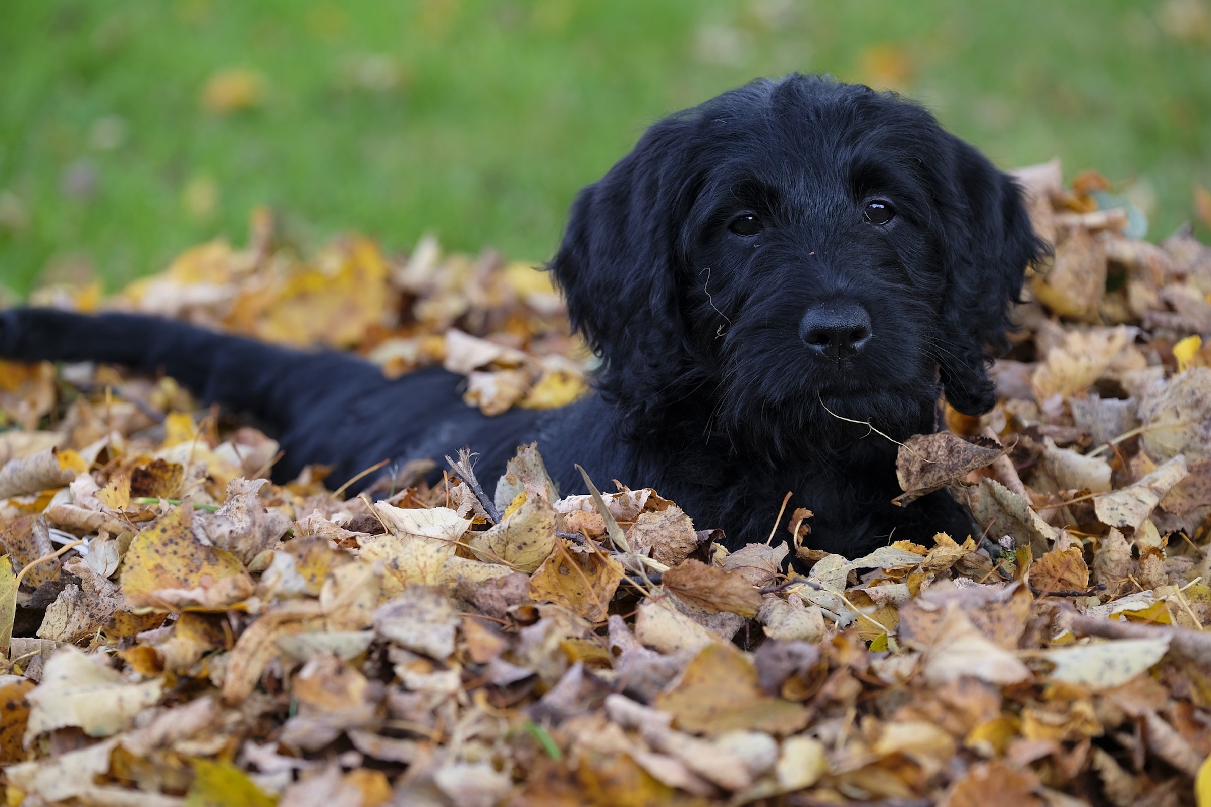 a black labradoodle stands in a pile of autumn leaves