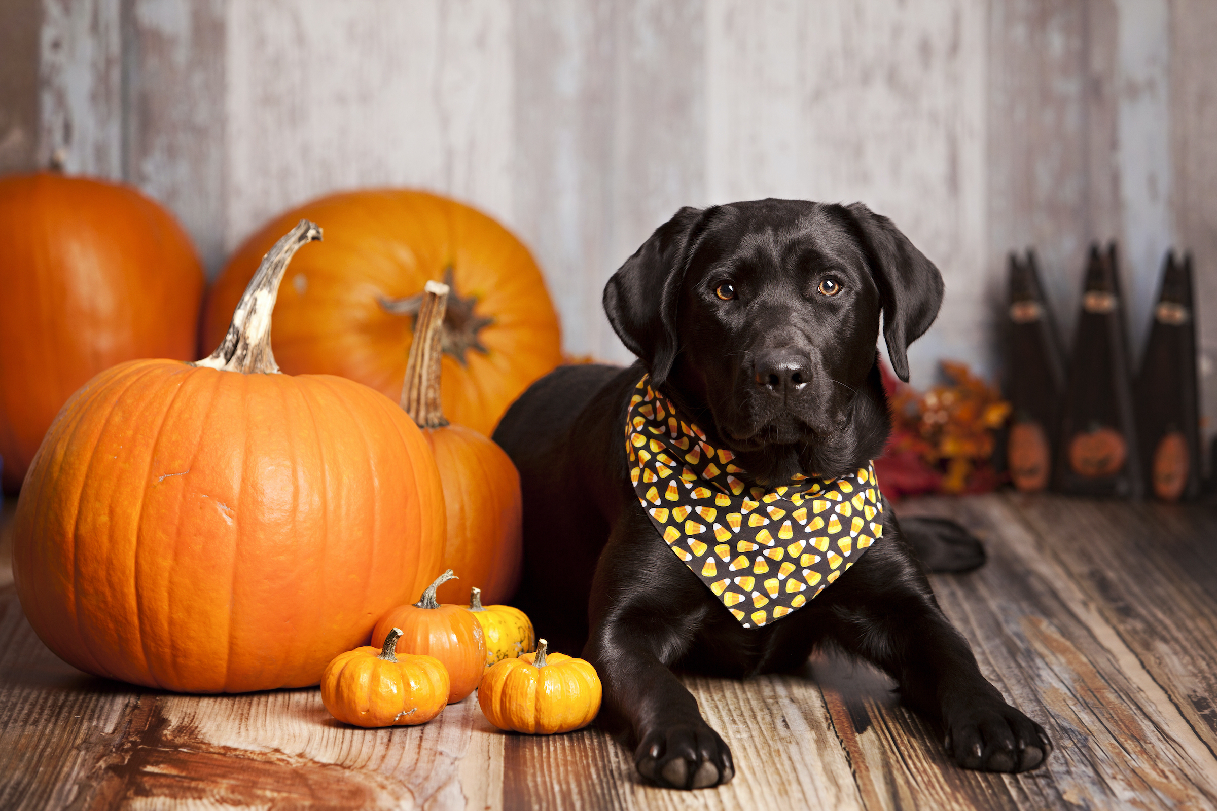 a black labrador retriever sits next to pumpkins while wearing a candy corn bandana