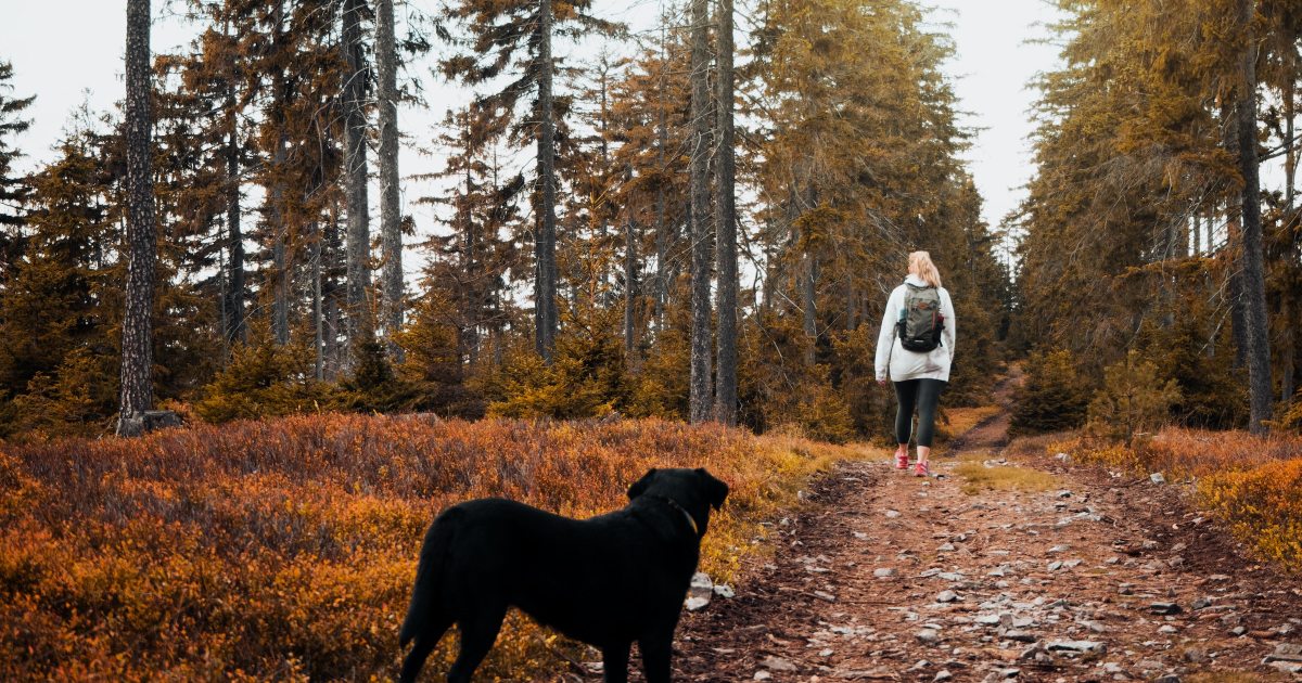 6 smagios rudens veiklos, kurias galite atlikti su savo dideliu šunimi