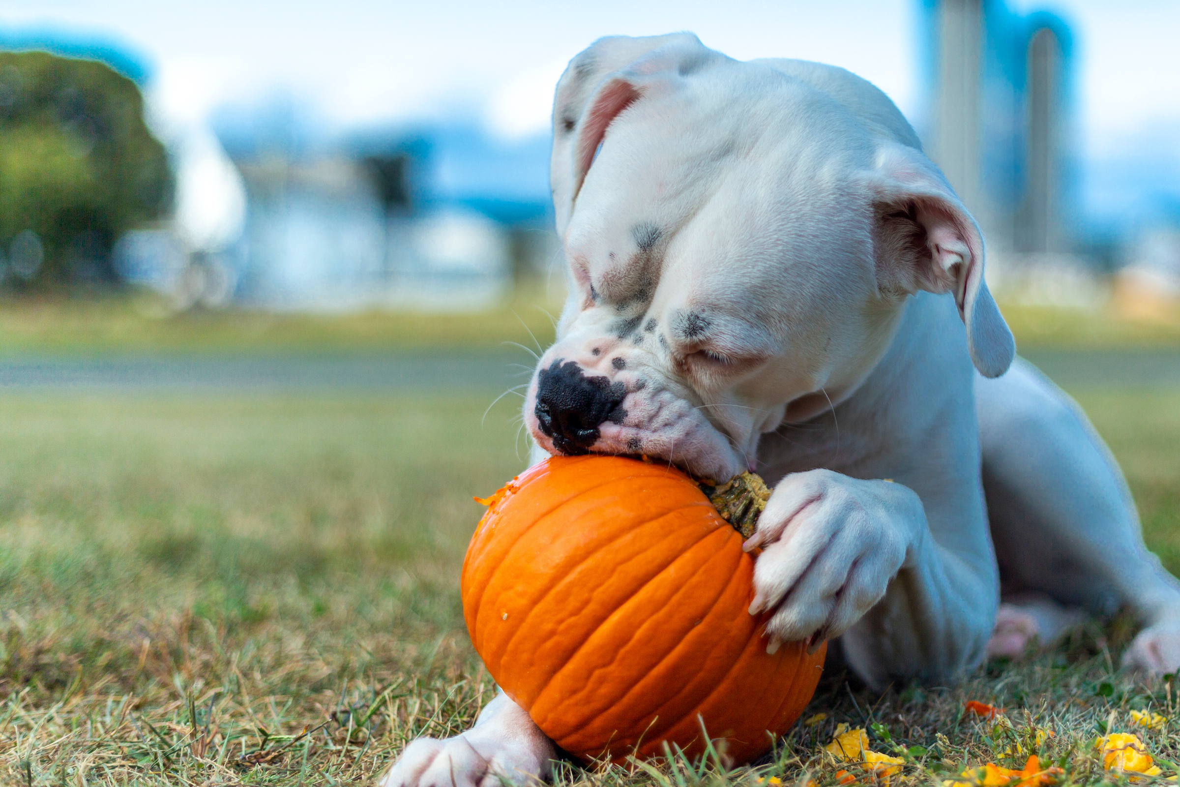A white boxer dog eats a pumpkin on the grass
