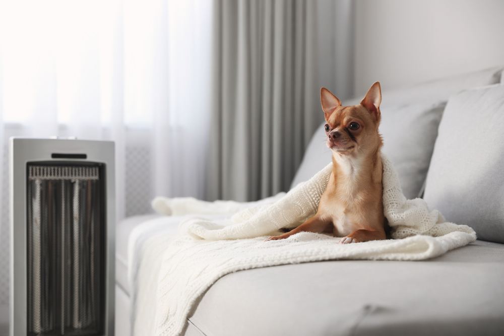 A brown Chihuahua lying on a gray sofa next to a space heater.