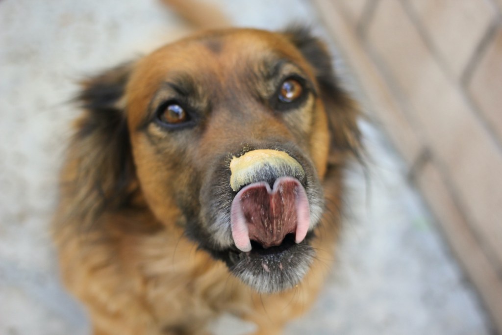 šuo laižo nosį, padengtą žemės riešutų sviestu