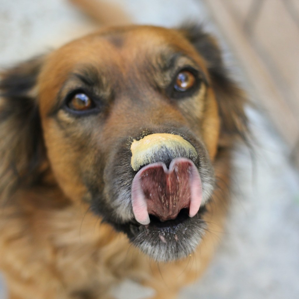a dog licks his nose which is covered in peanut butter