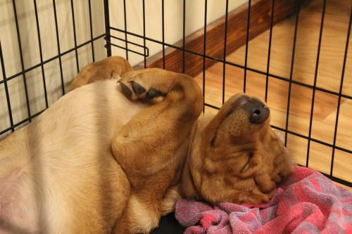 A brown puppy sleeps soundly on his back in a crate