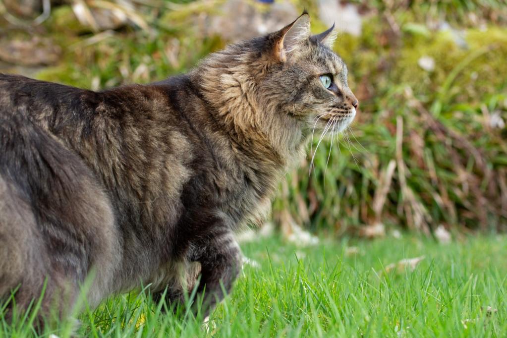 Lauke per žolę stiebiasi rudas tabby Meino meškėnas.