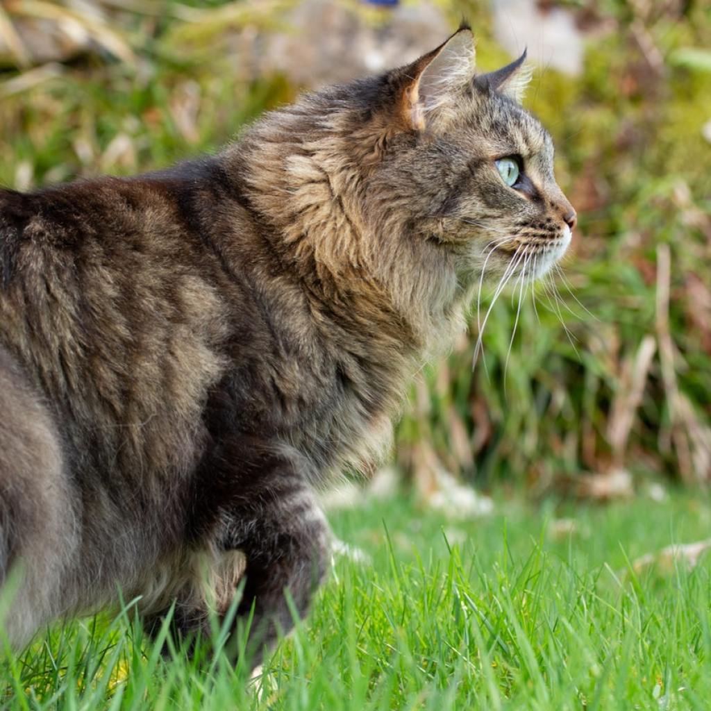 A brown tabby Maine Coon stalks through the grass outside.