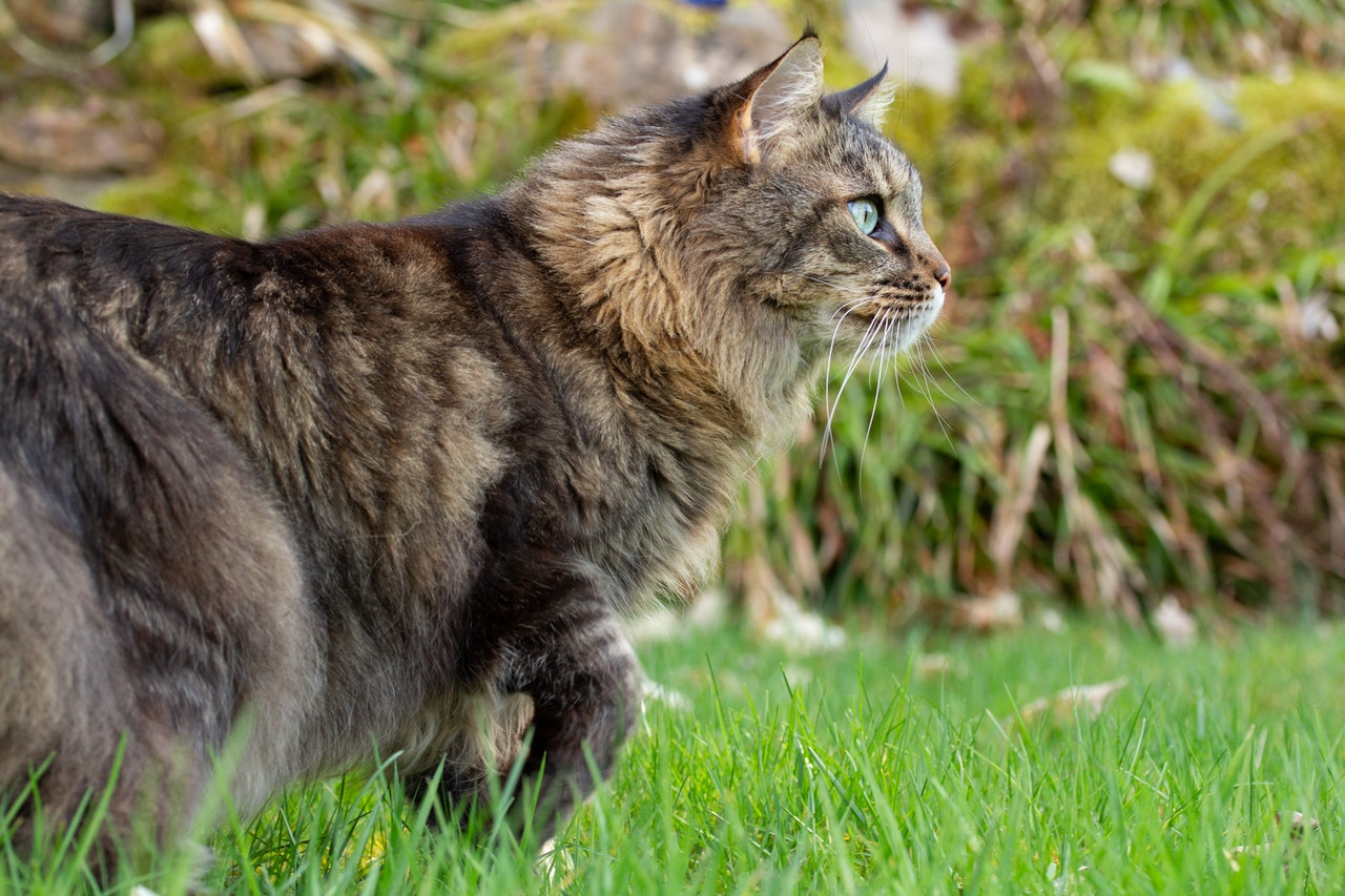 A brown tabby Maine Coon stalks through the grass outside.