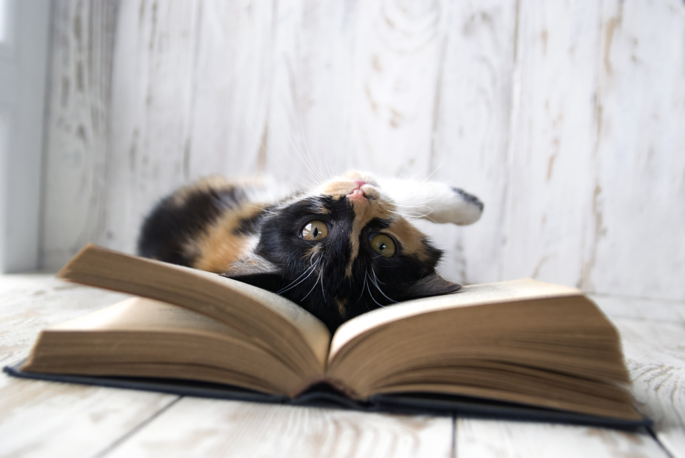 A playful calico cat rolling on an open book.