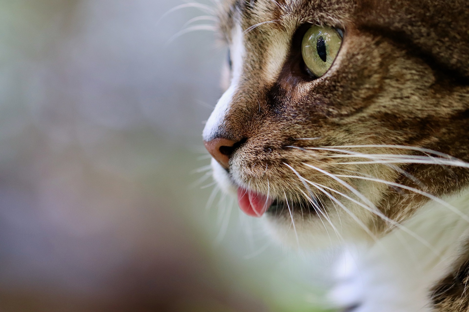 labeled cat tongue close up