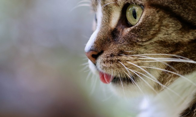 Side view of a cat sticking out its tongue
