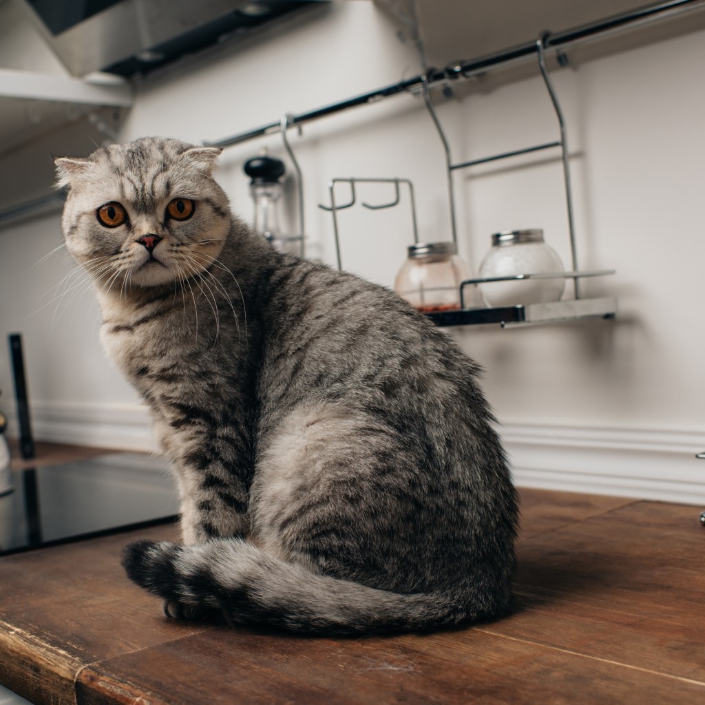 Cat om a counter