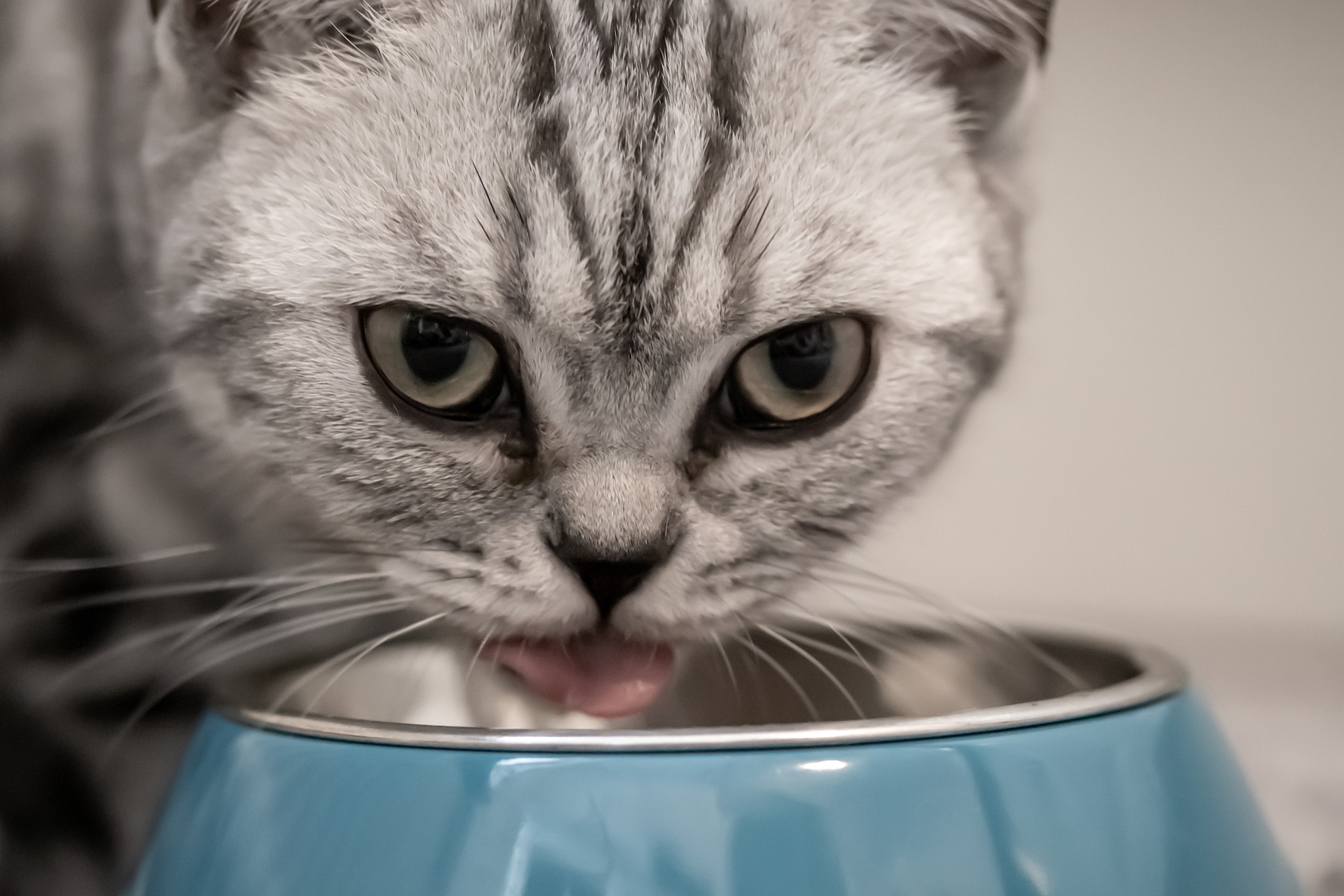 Grey cat eating out of a blue bowl indoors