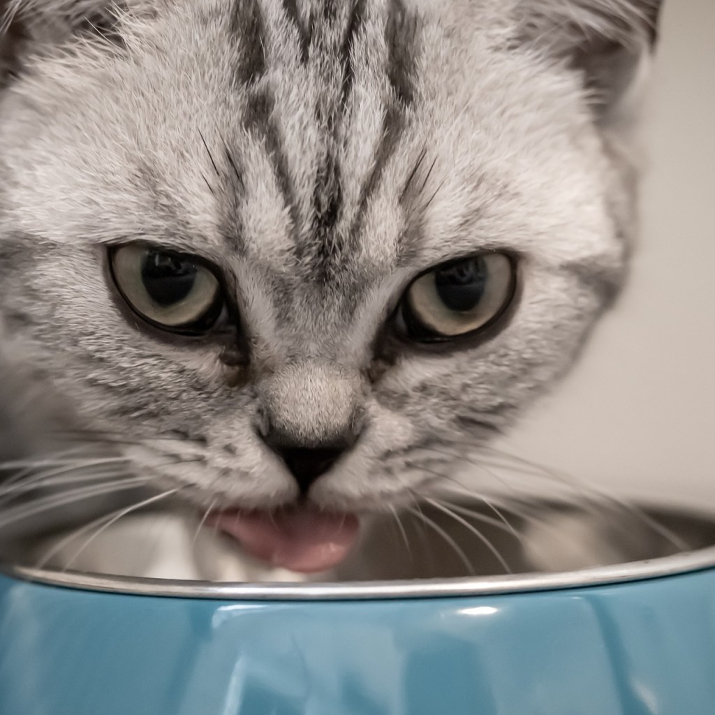 Grey cat eating out of a blue bowl indoors