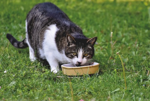 Cat eating out of a bowl in a yard, looking stressed