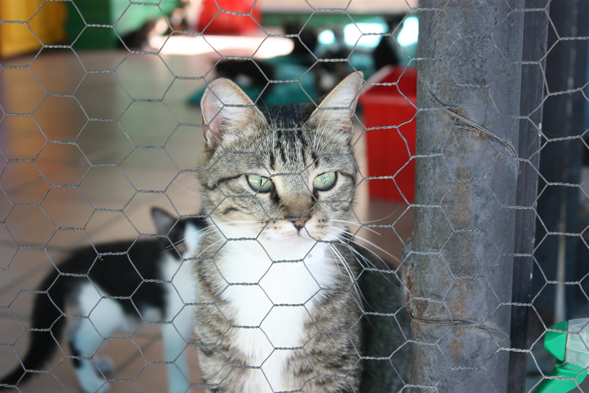 Cat inside of a large kennel