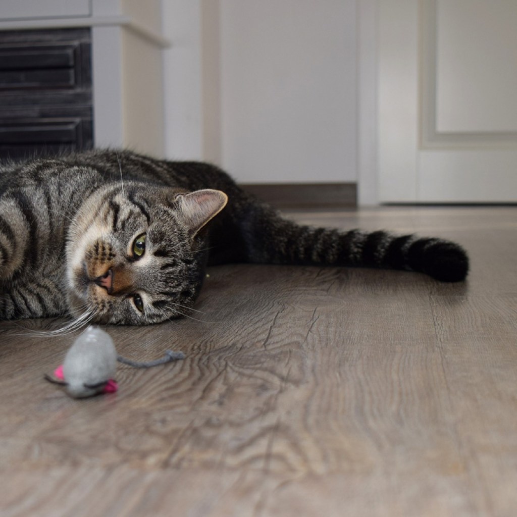 Cat playing with toy mouse.